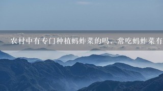 农村中有专门种植蚂蚱菜的吗,常吃蚂蚱菜有什么好处 农村中有专门种植蚂蚱菜的吗,常吃蚂蚱菜有什么好处