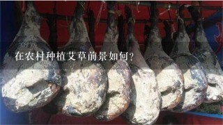 在农村种植艾草前景如何? 在农村种植艾草前景如何?