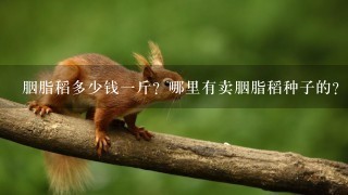 胭脂稻多少钱1斤?哪里有卖胭脂稻种子的? 胭脂稻多少钱1斤?哪里有卖胭脂稻种子的?