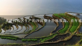 天津西青区生产的沙窝萝卜价格很高,在年底这种萝卜的利润最大可达多少 天津西青区生产的沙窝萝卜价格很高,在年底这种萝卜的利润最大可达多少