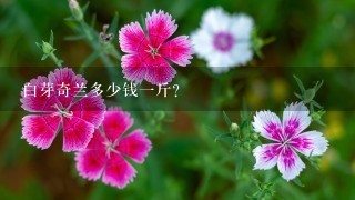 白芽奇兰多少钱1斤? 白芽奇兰多少钱1斤?