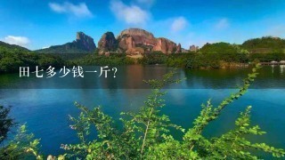 田7多少钱1斤? 田7多少钱1斤?