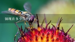 铜现在多少钱1斤 铜现在多少钱1斤