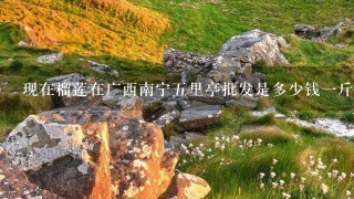 现在榴莲在广西南宁5里亭批发是多少钱1斤? 现在榴莲在广西南宁5里亭批发是多少钱1斤?