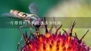 1斤带骨的羊肉能出多少纯肉 1斤带骨的羊肉能出多少纯肉