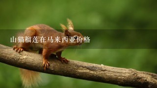 山猫榴莲在马来西亚价格 山猫榴莲在马来西亚价格