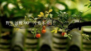 野生河鳗7001斤贵不贵 野生河鳗7001斤贵不贵