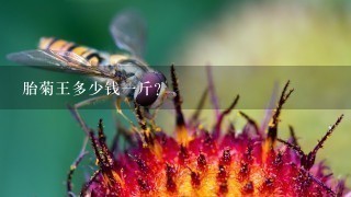 胎菊王多少钱1斤? 胎菊王多少钱1斤?