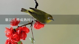 廉江红橙成熟时间? 廉江红橙成熟时间?