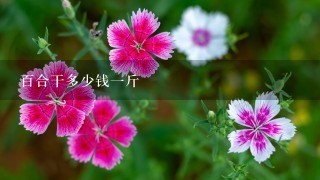 百合干多少钱1斤 百合干多少钱1斤