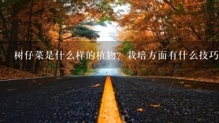 树仔菜是什么样的植物?栽培方面有什么技巧? 树仔菜是什么样的植物?栽培方面有什么技巧?