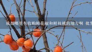 成都哪里有收购鲜花椒和鲜核桃的地方啊 批发是多少钱1斤啊 成都哪里有收购鲜花椒和鲜核桃的地方啊 批发是多少钱1斤啊