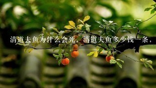 清道夫鱼为什么会死,清道夫鱼多少钱1条,热带鱼 清道夫鱼为什么会死,清道夫鱼多少钱1条,热带鱼
