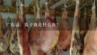广东话:瓜子斑是什么鱼? 广东话:瓜子斑是什么鱼?