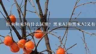 红米和米3有什么区别?黑米A3和黑米A2又有什么区别???在说说它们滴价格 红米和米3有什么区别?黑米A3和黑米A2又有什么区别???在说说它们滴价格