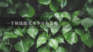 1千块钱能买多少斤鱼苗呢 1千块钱能买多少斤鱼苗呢