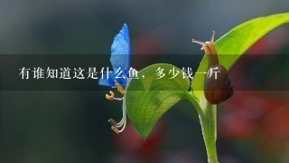 有谁知道这是什么鱼,多少钱1斤 有谁知道这是什么鱼,多少钱1斤