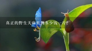 真正的野生天麻卖到多少钱1斤? 真正的野生天麻卖到多少钱1斤?