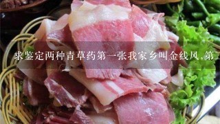 求鉴定两种青草药第1张我家乡叫金线风,第2张是什么东西? 求鉴定两种青草药第1张我家乡叫金线风,第2张是什么东西?