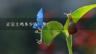 正宗土鸡多少钱1斤? 正宗土鸡多少钱1斤?