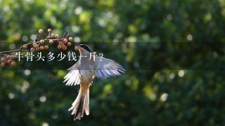 牛骨头多少钱1斤? 牛骨头多少钱1斤?