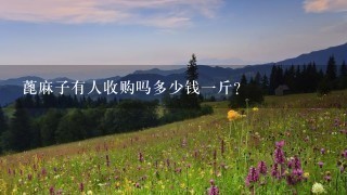 蓖麻子有人收购吗多少钱1斤? 蓖麻子有人收购吗多少钱1斤?