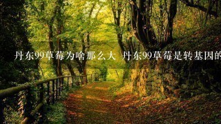 丹东99草莓为啥那么大 丹东99草莓是转基因的吗 丹东99草莓为啥那么大 丹东99草莓是转基因的吗