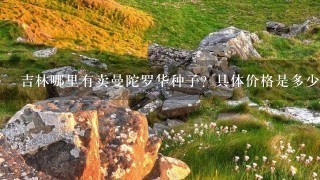 吉林哪里有卖曼陀罗华种子?具体价格是多少? 吉林哪里有卖曼陀罗华种子?具体价格是多少?