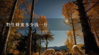 野生蜂蜜多少钱1斤 野生蜂蜜多少钱1斤