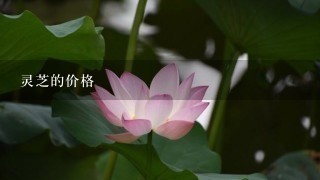 灵芝的价格 灵芝的价格