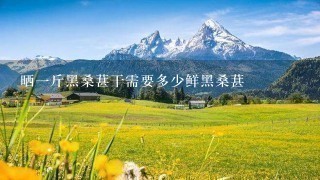 晒1斤黑桑葚干需要多少鲜黑桑葚 晒1斤黑桑葚干需要多少鲜黑桑葚