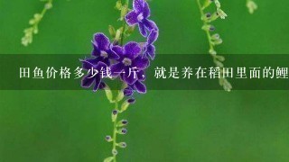 田鱼价格多少钱1斤,就是养在稻田里面的鲤鱼,自觅食,长大了只管去抓,口感超赞。 田鱼价格多少钱1斤,就是养在稻田里面的鲤鱼,自觅食,长大了只管去抓,口感超赞。