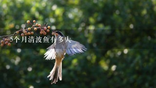 5个月清波鱼有多大 5个月清波鱼有多大
