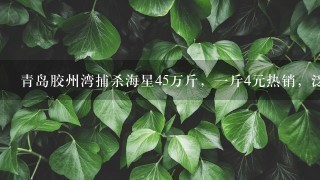 青岛胶州湾捕杀海星45万斤,1斤4元热销,泛滥的海 青岛胶州湾捕杀海星45万斤,1斤4元热销,泛滥的海