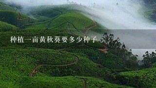 种植1亩黄秋葵要多少种子 种植1亩黄秋葵要多少种子
