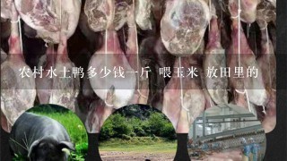 农村水土鸭多少钱1斤 喂玉米 放田里的 农村水土鸭多少钱1斤 喂玉米 放田里的