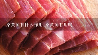 桑黄菌有什么作用 桑黄菌有用吗 桑黄菌有什么作用 桑黄菌有用吗