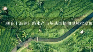 现在上海铜川路水产市场基围虾和泥鳅批发价大概是多少钱? 现在上海铜川路水产市场基围虾和泥鳅批发价大概是多少钱?