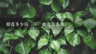 榴莲多少钱1斤,榴莲怎么挑 榴莲多少钱1斤,榴莲怎么挑