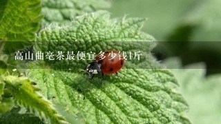 高山曲毫茶最便宜多少钱1斤 高山曲毫茶最便宜多少钱1斤