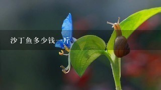 沙丁鱼多少钱1斤 沙丁鱼多少钱1斤