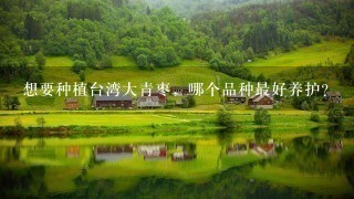 想要种植台湾大青枣,哪个品种最好养护? 想要种植台湾大青枣,哪个品种最好养护?