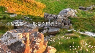 小型热带鱼1般怎么喂养? 小型热带鱼1般怎么喂养?