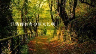1只猪鞭有多少厘米长啊 1只猪鞭有多少厘米长啊