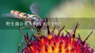 野生蒲公英多少钱1斤干的? 野生蒲公英多少钱1斤干的?