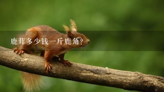 鹿茸多少钱1斤鹿角? 鹿茸多少钱1斤鹿角?