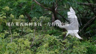 现在莱西杨树多钱1方有收的吗 现在莱西杨树多钱1方有收的吗