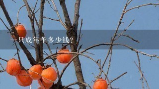 1只成年羊多少钱? 1只成年羊多少钱?