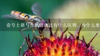 壹号土猪与普通猪肉比有什么区别,为什么要贵那么多 壹号土猪与普通猪肉比有什么区别,为什么要贵那么多