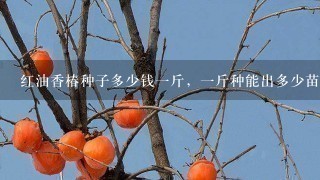 红油香椿种子多少钱1斤,1斤种能出多少苗? 红油香椿种子多少钱1斤,1斤种能出多少苗?